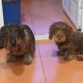 AQUI ESTAMOS TANA Y TECK HACE UNOS TRES MESES 
